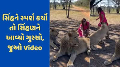 Viral Video: મહિલાએ સિંહને સ્પર્શ કરવાની કરી હિંમત, ગુસ્સે થયેલી સિંહણે તેનો પીછો કર્યો, વીડિયો જોઈ તમે ચોંકી જશો