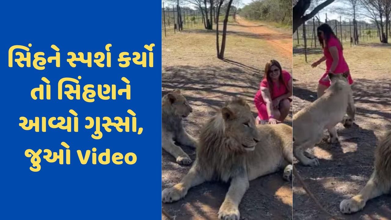 Viral Video: મહિલાએ સિંહને સ્પર્શ કરવાની કરી હિંમત, ગુસ્સે થયેલી સિંહણે તેનો પીછો કર્યો, વીડિયો જોઈ તમે ચોંકી જશો