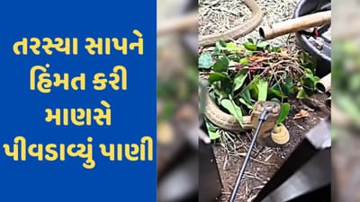 Snake Viral Video: આને કહેવાય માનવતા! સાપને લાગી હતી તરસ, આવી રીતે ઉકેલી સમસ્યા, માણસની હિંમત જોઈને યૂઝર્સ આશ્ચર્યચકિત થઈ ગયા