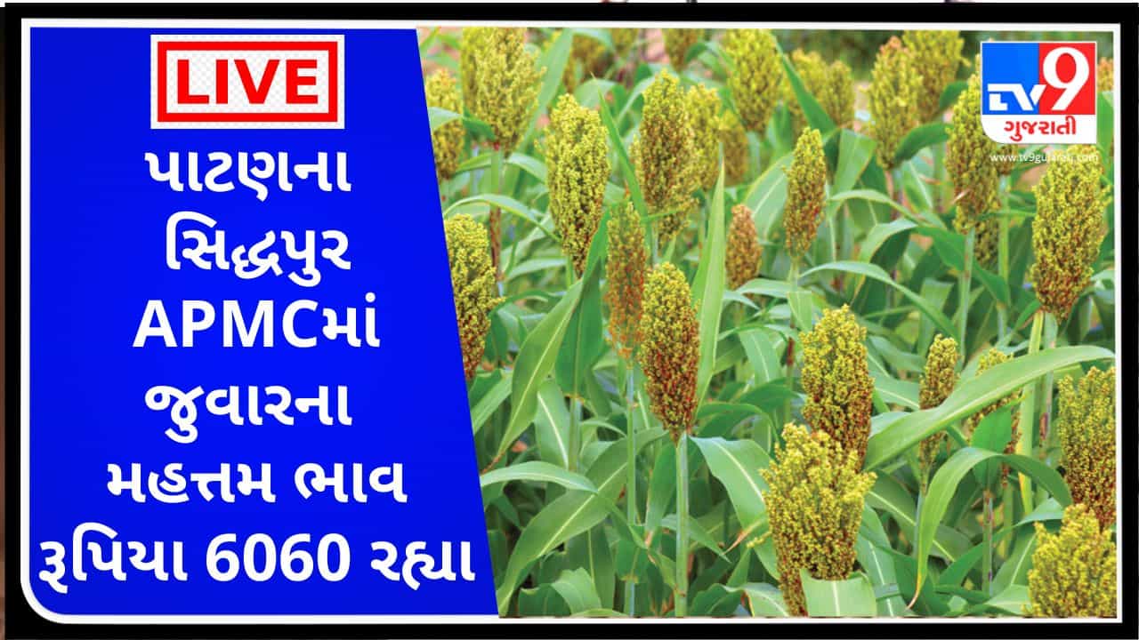 Mandi : પાટણના સિદ્ધપુર APMCમાં જુવારના મહત્તમ ભાવ રૂપિયા 6060 રહ્યા, જાણો જુદા-જુદા પાકના ભાવ