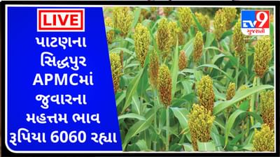 Mandi : પાટણના સિદ્ધપુર APMCમાં જુવારના મહત્તમ ભાવ રૂપિયા 6060 રહ્યા, જાણો જુદા-જુદા પાકના ભાવ