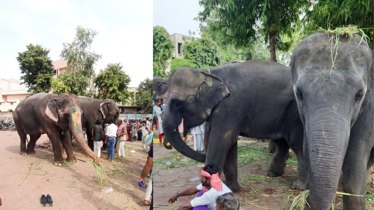 14 ગજરાજમાંથી 1 નર અને બીજા માદા ગજરાજ છે. નર ગજરાજ ગાંડા બનતા હોય છે તેમના પર વધુ ધ્યાન અપાય છે. તપાસમાં ફિઝિકલ અને મેન્ટલી બને તપાસ કરવામાં આવે છે. ગજરાજ ગાંડા બને તો ઇન્જેક્શન મારી બેભાન કરવાના સાધનો પણ સાથે જ રખાય છે.