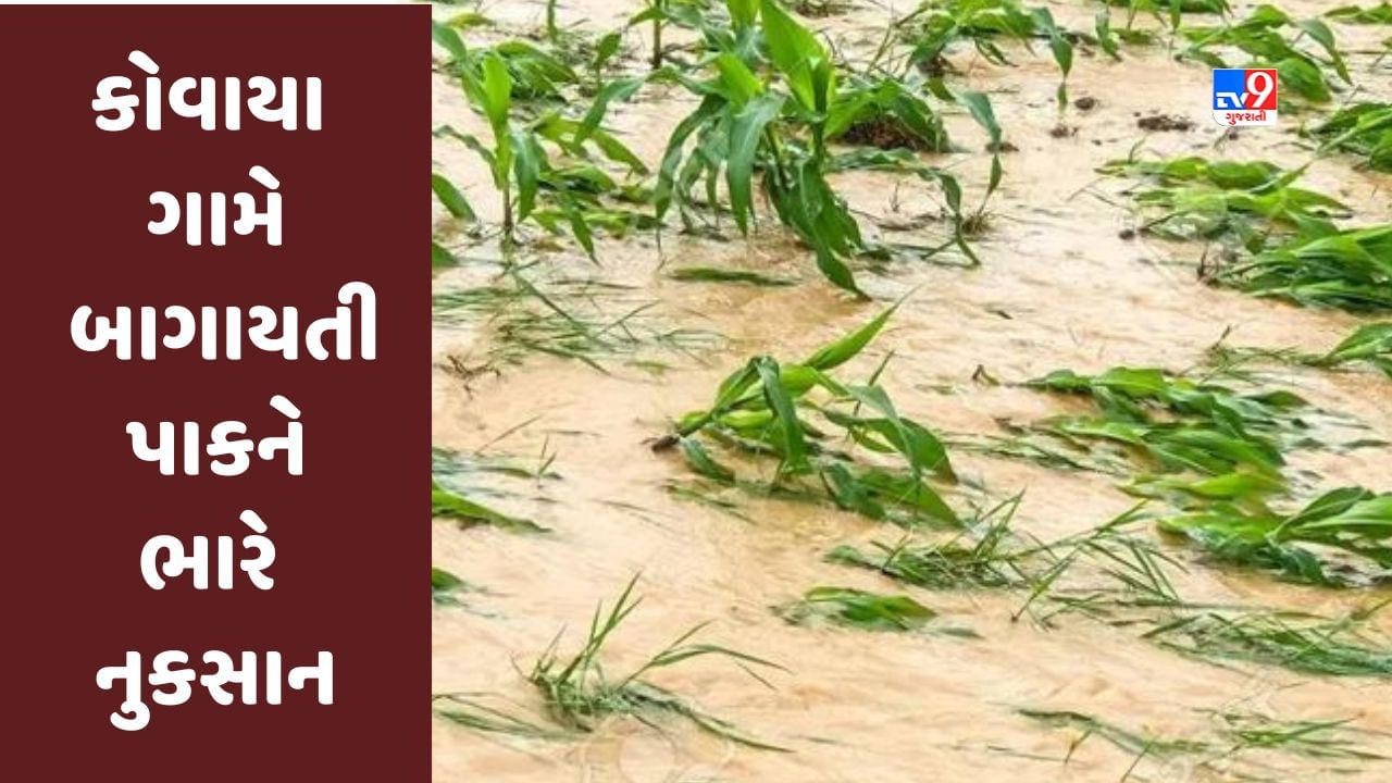 Amreli : Cyclone Biparjoy ના લીધે કોવાયા ગામે બાગાયતી પાકને ભારે નુકસાન