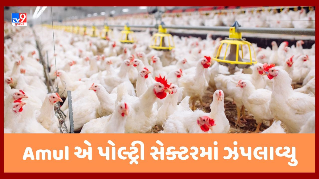 Amul હવે મરઘીઓને નાખશે દાણાં, મરઘા ઉછેર 'ક્ષેત્ર' માં મોટુ પરિવર્તન લાવવા ઝંપલાવ્યુ!