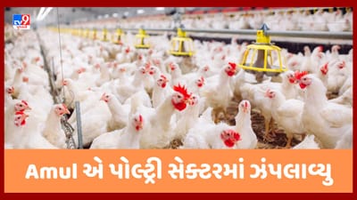 Amul હવે મરઘીઓને નાખશે દાણાં, મરઘા ઉછેર 'ક્ષેત્ર' માં મોટુ પરિવર્તન લાવવા ઝંપલાવ્યુ!