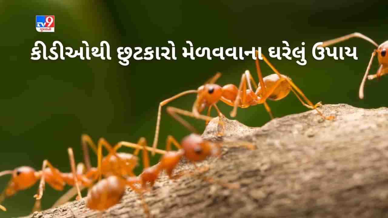 Get Rid of Ants : શું તમે પણ છો ઘરમાં આવનારી કિડીઓથી પરેશાન ? તો અજમાવો આ ઉપાય, કિડીઓ થઇ જશે પલાયન