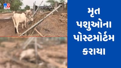 Banaskantha: ધાનેરાના જડીયા ગામે તારાજી બાદ મૃત્યુ પામેલા 27 પશુના પોસ્ટમોર્ટમ કરાયા, જુઓ Video