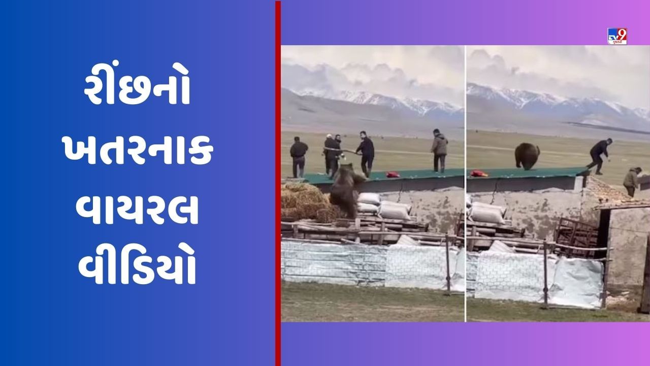 રીંછને લાકડી વડે મારવા ગયેલા લોકોની હાલત થઈ ખરાબ, માંડ માંડ જીવ બચાવીને ભાગ્યા, જુઓ Bear Attack Video