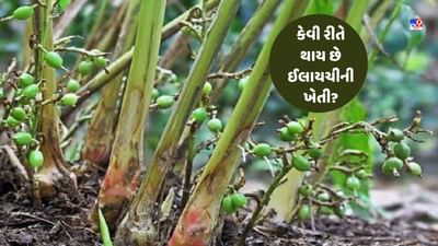 Cardamom Farming: ઈલાયચીની ખેતીથી ખેડૂતો કરી શકે છે બમ્પર કમાણી, આ રીતે થાય છે તેની ખેતી