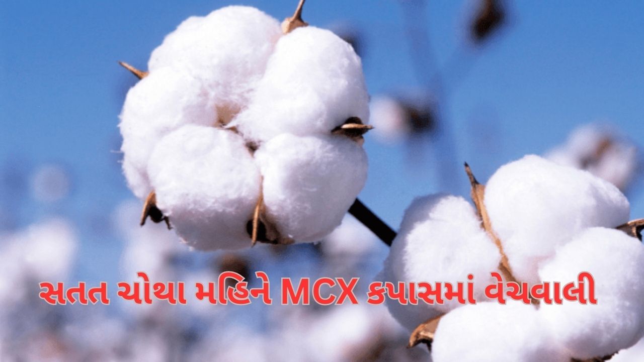 Commodity Market: સતત ચોથા મહિને MCX કપાસમાં વેચવાલી યથાવત, ભાવ 57600થી નીચે આવ્યા