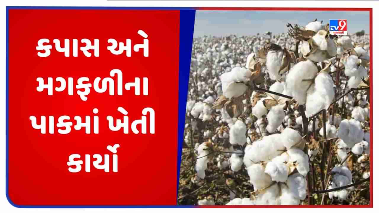 Agriculture: ખેડૂતોએ જુન માસમાં કપાસ અને મગફળીના પાકમાં કરવાના થતા ખેતી કાર્યોની માહિતી