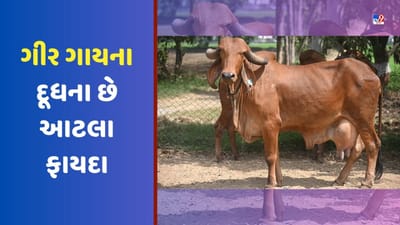 Gir cow: ગીર ગાયના છે આટલા ફાયદા, તેના દૂધમાંથી બનેલી વસ્તુની હજારોમાં હોય છે કિંમત