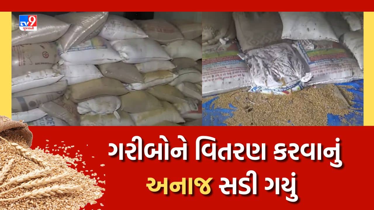Rajkot : પુરવઠા તંત્રની ઘોર બેદરકારી, ગરીબોને વિતરણ કરવાનું અનાજ સડી ગયું, જુઓ Video