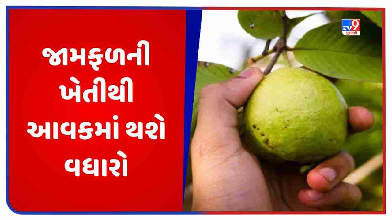 Guava Farming: આ છે જામફળની 5 ઉત્તમ જાત, તેની ખેતી કરવાથી ખેડૂતોને મળશે બમ્પર ઉત્પાદન