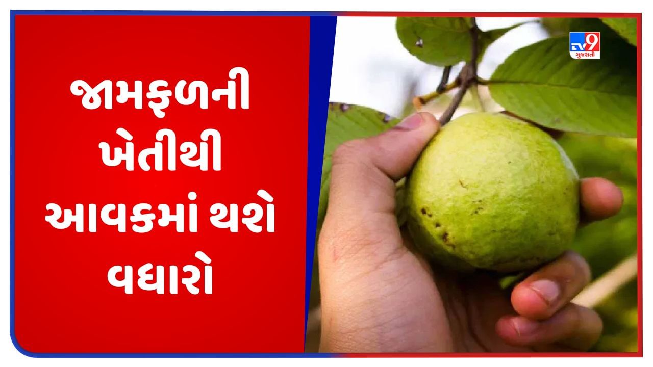 Guava Farming: આ છે જામફળની 5 ઉત્તમ જાત, તેની ખેતી કરવાથી ખેડૂતોને મળશે બમ્પર ઉત્પાદન