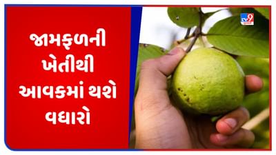 Guava Farming: આ છે જામફળની 5 ઉત્તમ જાત, તેની ખેતી કરવાથી ખેડૂતોને મળશે બમ્પર ઉત્પાદન