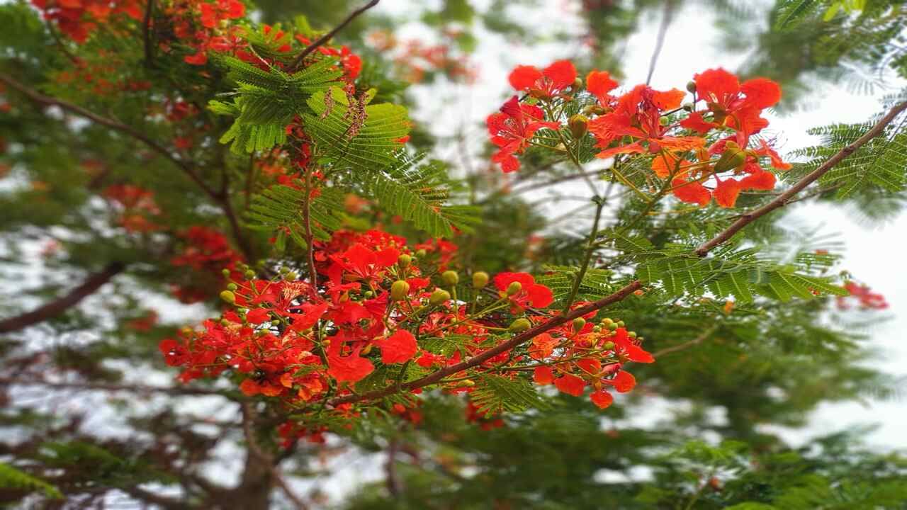 ઉનાળામાં આ વૃક્ષ ગુલમોહરના ફૂલોથી ભરાઈ જાય છે. તેના ફૂલો ખૂબ સુંદર છે. સુંદર હોવા ઉપરાંત આ વૃક્ષ પવિત્ર પણ માનવામાં આવે છે. તે મૂળભૂત રીતે બે પ્રકારના લાલ ગુલમોહર અને પીળા ગુલમોહર છે. 