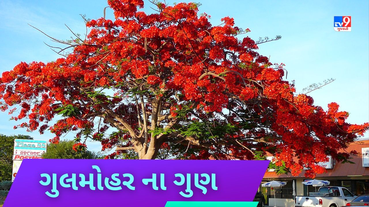 ગુલમોહર ફક્ત જોવામાં જ નહીં સ્વાસ્થ્ય સંબંધિત ઘણી સમસ્યાઓ દૂર કરવામાં છે ફાયદાકારક, જાણો ફાયદા