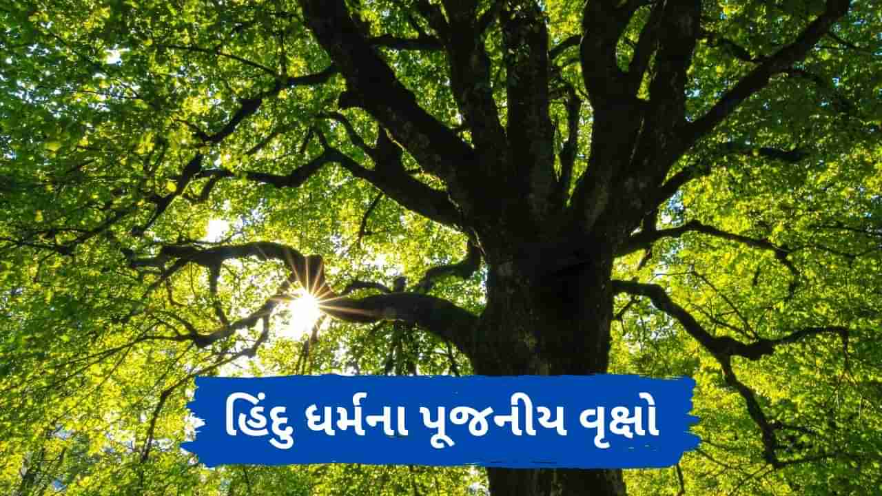 Hindu Holy Tree : આસ્થા સાથે જોડાયેલા આ વૃક્ષોની પૂજા કરવાથી મનવાંછિત આશીર્વાદ મળે છે, જાણો કેવી રીતે?