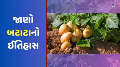 History of Potato: બટાટાનો ઈતિહાસ, જાણો ભારતમાં કેવી રીતે પહોંચ્યા બટાટા