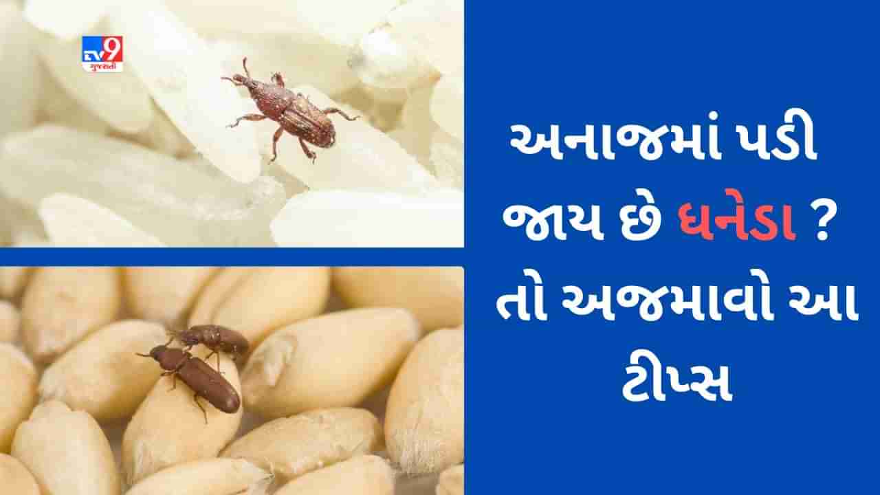 ઘરમાં રાખેલા કઠોળ કે અનાજમાં પડી જાય છે ધનેડા ? તો અજમાવો આ ટીપ્સ, કાયમની પરેશાનીમાંથી મળશે છુટકારો