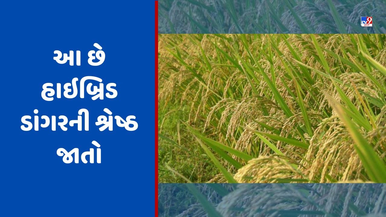 Hybrid Paddy: આ છે હાઇબ્રિડ ડાંગરની શ્રેષ્ઠ જાતો, ખેતી કરવાથી ઉપજમાં 25 ટકાનો થશે વધારો