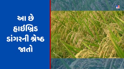 Hybrid Paddy: આ છે હાઇબ્રિડ ડાંગરની શ્રેષ્ઠ જાતો, ખેતી કરવાથી ઉપજમાં 25 ટકાનો થશે વધારો