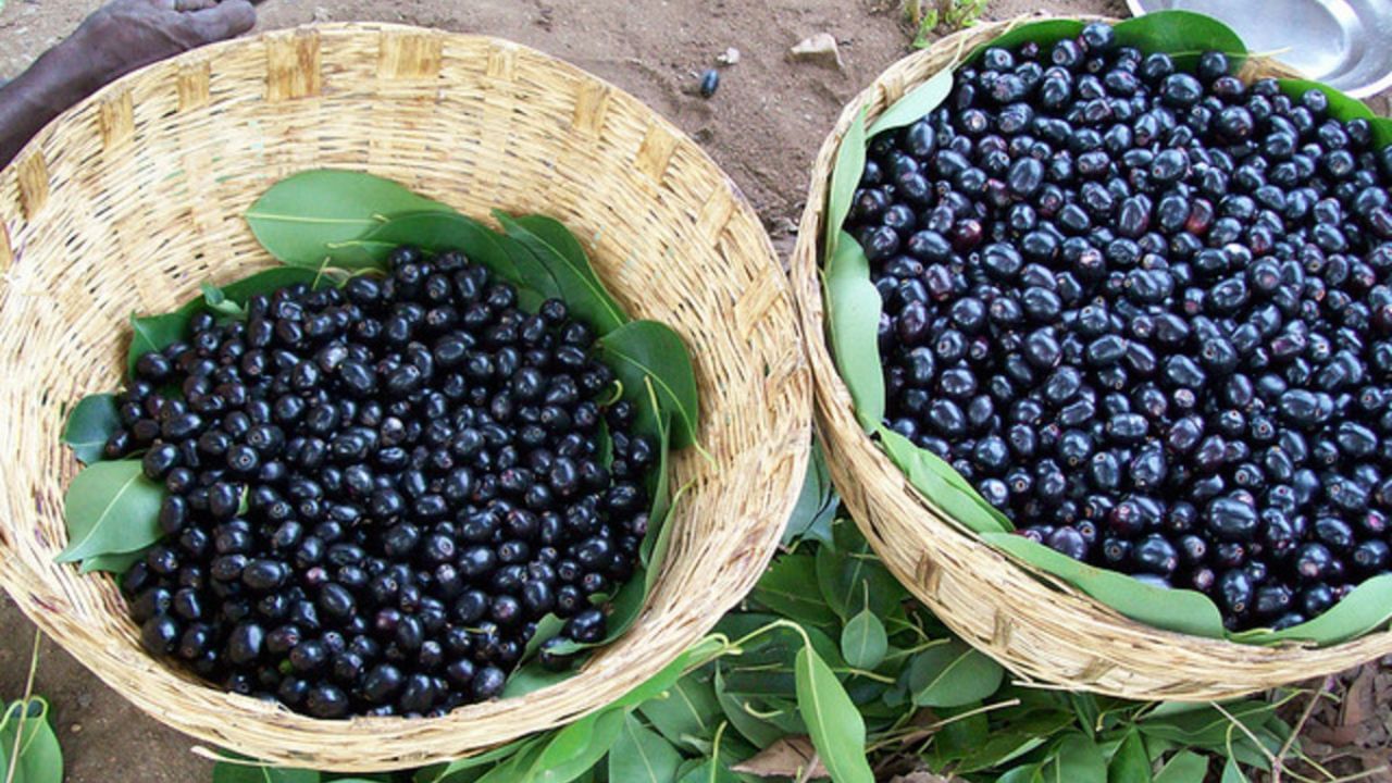 Jamun Health Benefits: હેલ્ધી સ્કિનથી લઈને ઈમ્યુનિટી વધારવા સુધી જાંબુ ખાવાથી થશે અગણિત ફાયદા