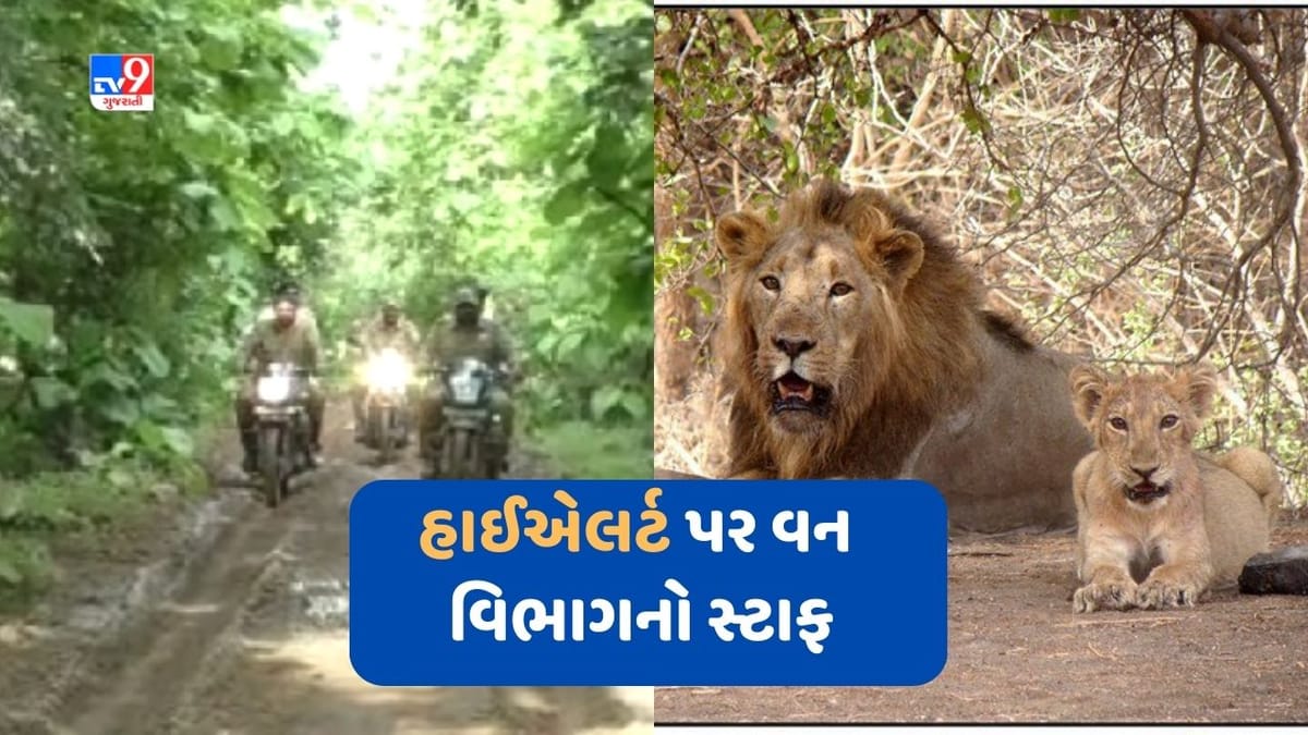 Cyclone Biparjoy: સિંહોની સલામતી માટે વન વિભાગનો સ્ટાફ હાઈએલર્ટ પર, સિંહોના વસવાટ વાળા વિસ્તારમાં 500 જેટલા વનકર્મીઓ દ્વારા પેટ્રોલિંગ Cyclone Biparjoy: સિંહોની સલામતી માટે વન વિભાગનો સ્ટાફ હાઈએલર્ટ પર, સિંહોના વસવાટ વાળા વિસ્તારમાં 500 જેટલા વનકર્મીઓ દ્વારા પેટ્રોલિંગ