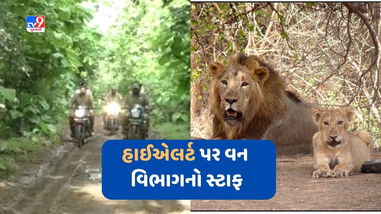 Cyclone Biparjoy: સિંહોની સલામતી માટે વન વિભાગનો સ્ટાફ હાઈએલર્ટ પર, સિંહોના વસવાટ વાળા વિસ્તારમાં 500 જેટલા વનકર્મીઓ દ્વારા પેટ્રોલિંગ