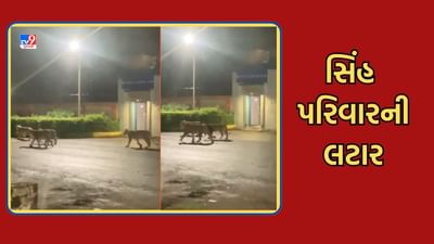 Amreli: રાજુલામાં ઉદ્યોગઝોન નજીક સિંહ પરિવારનો લટાર મારતો વીડિયો થયો વાયરલ- જુઓ Video