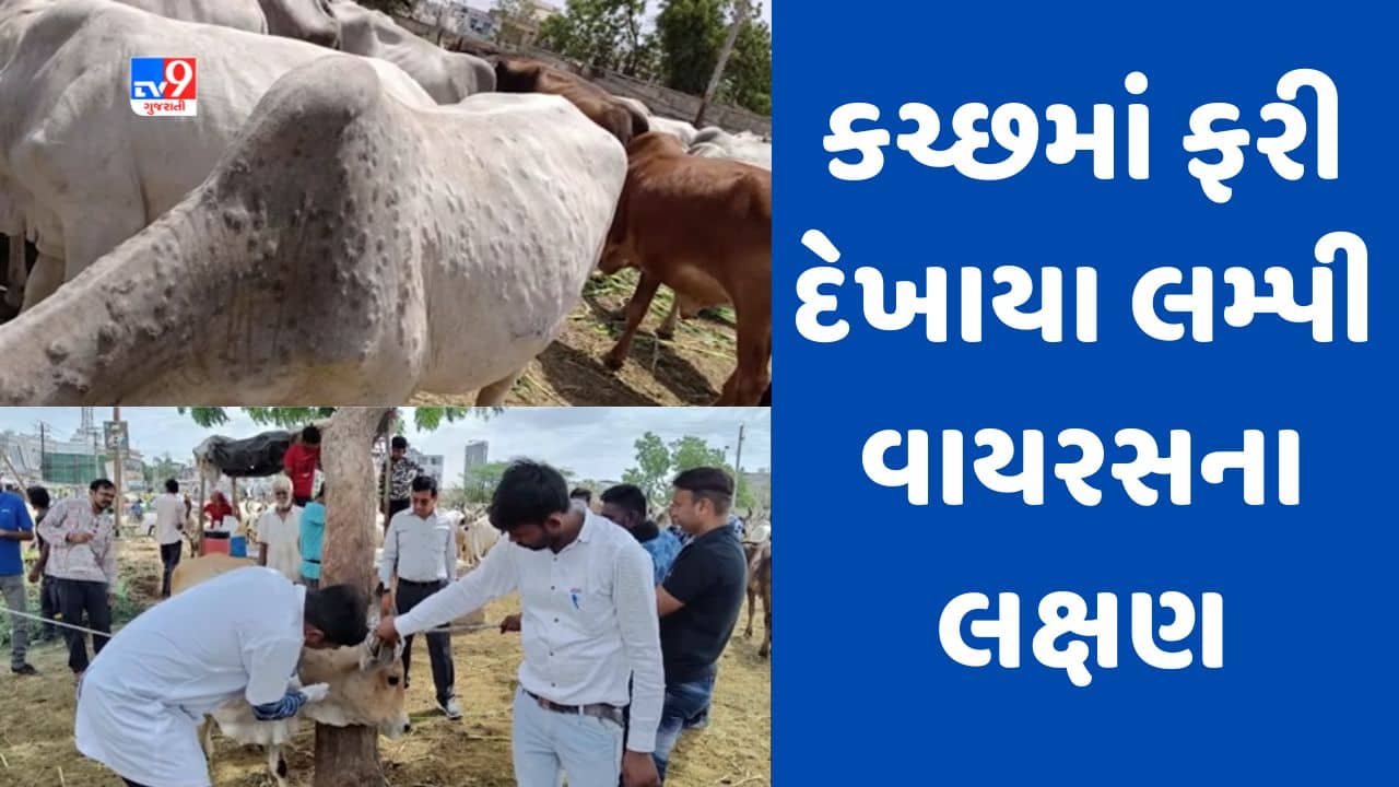 Kutch: કચ્છમાં કેટલીક ગાયોમાં ફરી દેખાયા લમ્પી વાયરસના લક્ષણો, પશુપાલન વિભાગે નમૂના પરીક્ષણ માટે મોકલ્યા, જૂઓ Video