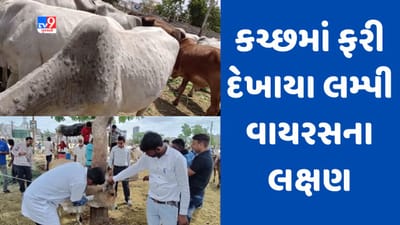 Kutch: કચ્છમાં કેટલીક ગાયોમાં ફરી દેખાયા લમ્પી વાયરસના લક્ષણો, પશુપાલન વિભાગે નમૂના પરીક્ષણ માટે મોકલ્યા, જૂઓ Video