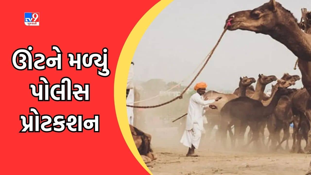 Mahisagar: ઊંટના ટોળાને મળ્યું ટ્રાફિક પોલીસનું રક્ષણ, મહારાષ્ટ્રથી નીકળેલી ઊંટ યાત્રા લુણાવાડા પહોંચી