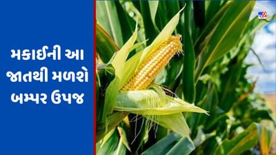 Maize Farming: આ ખરીફ સિઝનમાં મકાઈની આ જાતોની કરો ખેતી, મળશે બમ્પર ઉપજ