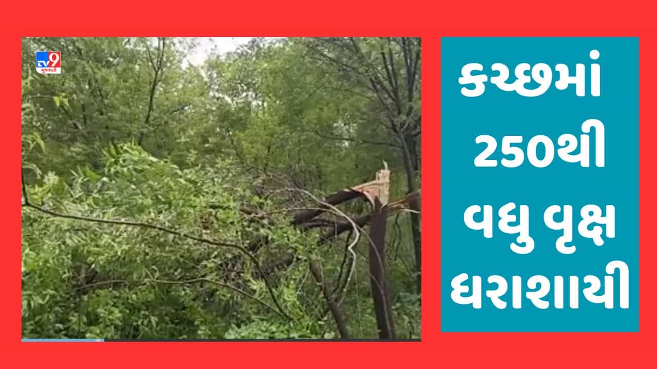 Cyclone Biparjoy Video: માંડવી, જખૌ પાસે 250થી વધુ વૃક્ષ થયા ધરાશાયી, નીચાણવાળા વિસ્તારમાંથી પાણીના નિકાલની કામગીરી