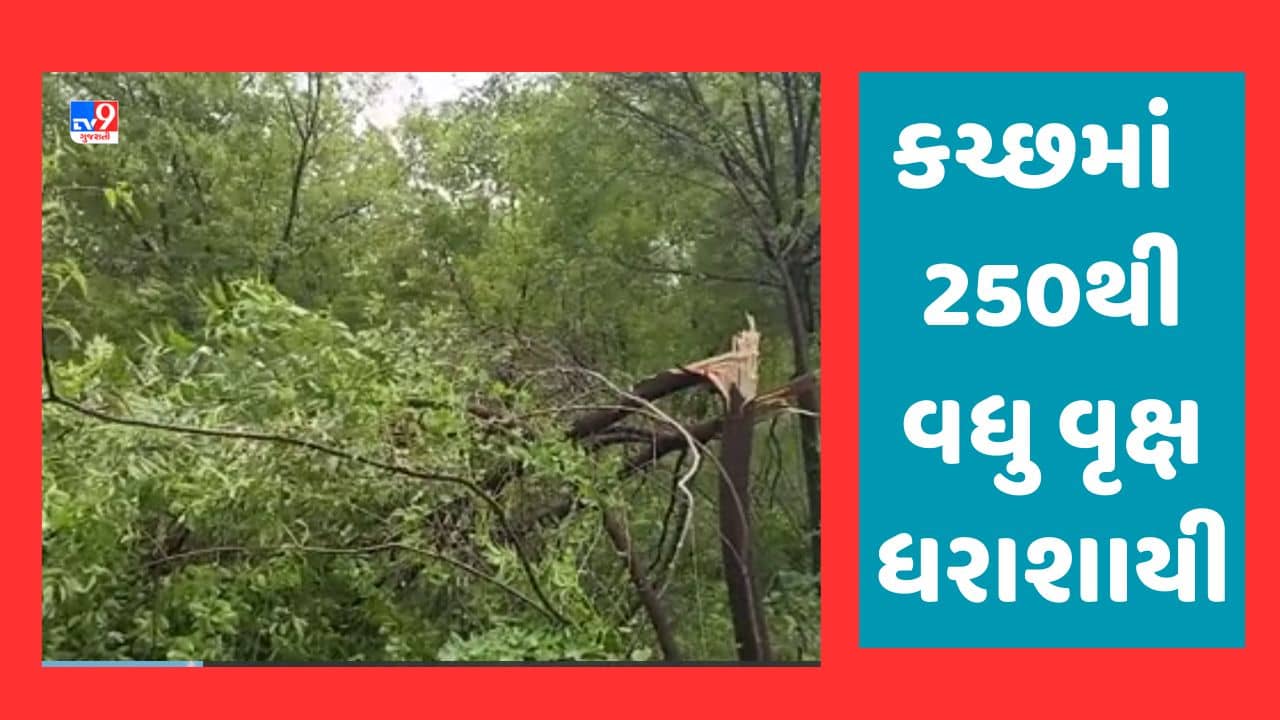 Cyclone Biparjoy Video: માંડવી, જખૌ પાસે 250થી વધુ વૃક્ષ થયા ધરાશાયી, નીચાણવાળા વિસ્તારમાંથી પાણીના નિકાલની કામગીરી