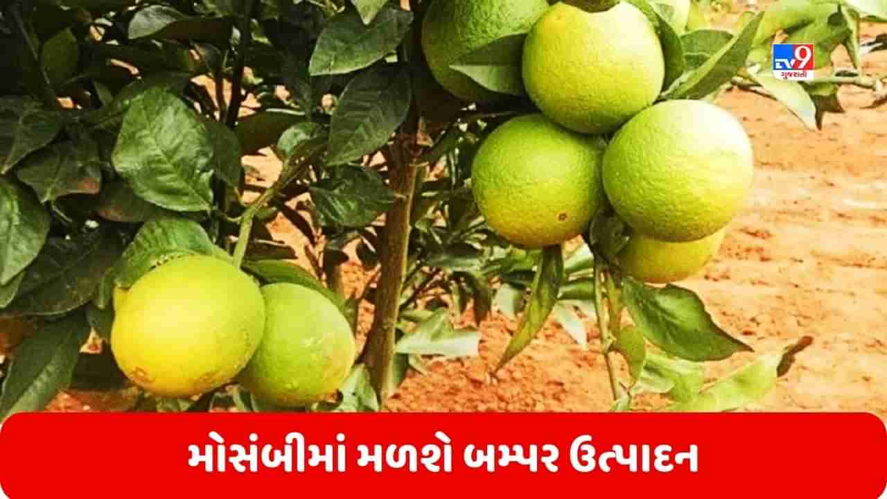 Mousambi Farming: મોસંબીથી કરી શકાય છે વધારે કમાણી, આ પદ્ધતિથી ખેતી કરવાથી મળશે બમ્પર ઉત્પાદન