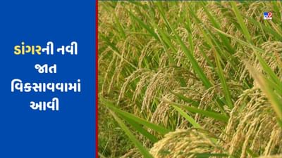 Paddy Farming: હવે ઉજ્જડ જમીનમાં પણ મળશે બમ્પર ઉપજ, ડાંગરની નવી જાત વિકસાવામાં આવી