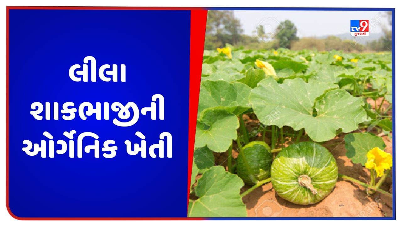 Success Story: લીલા શાકભાજીની ઓર્ગેનિક ખેતી કરી મહિને 2 લાખ રૂપિયાની કમાણી કરે છે આ ખેડૂત