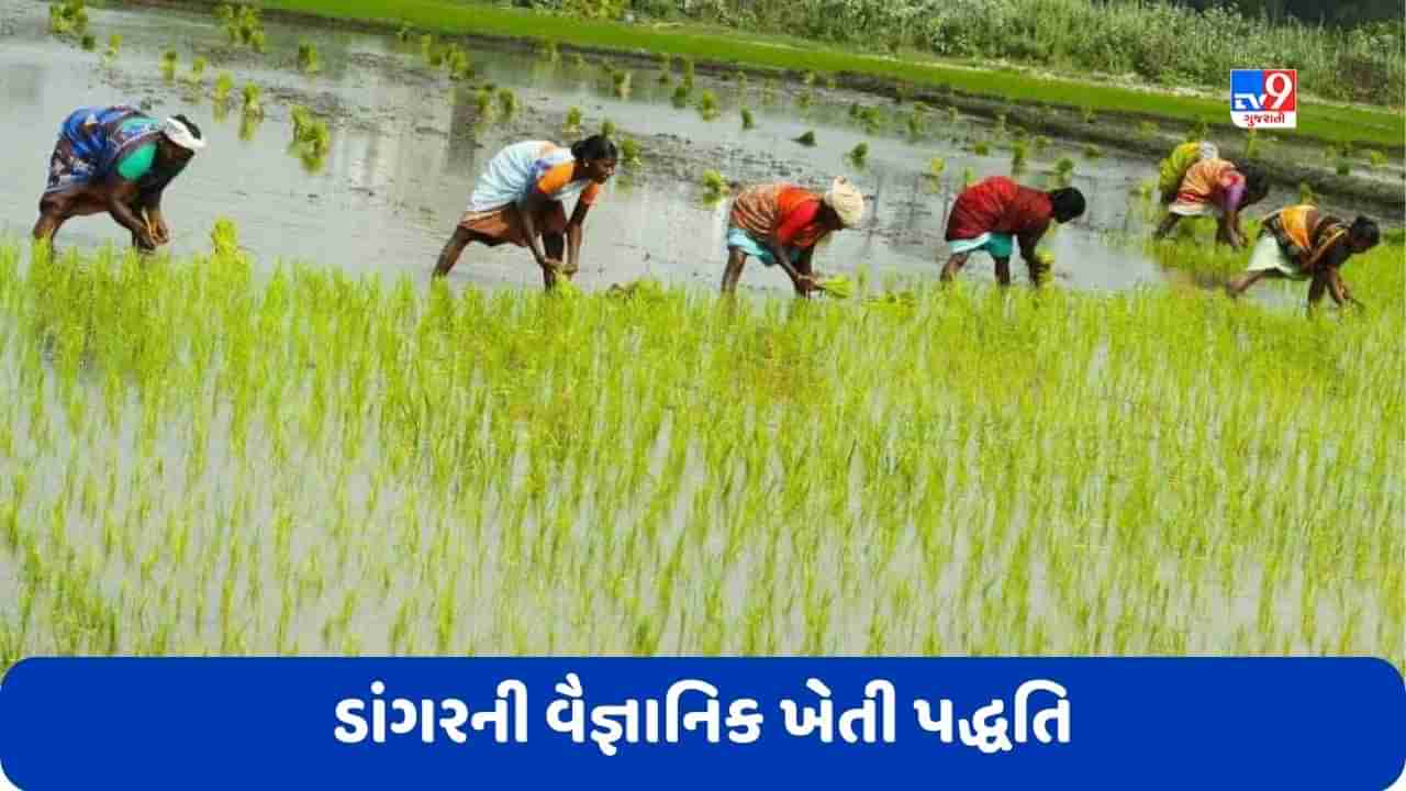 Agriculture: ખેડૂતોએ ડાંગરની વાવણી કેવી રીતે કરવી ? જાણો ડાંગરની વૈજ્ઞાનિક ખેતી પદ્ધતિ