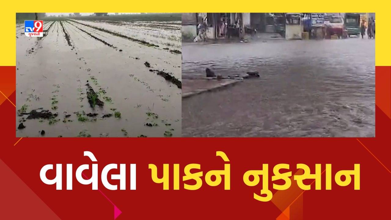 Rajkot : ધોરાજી પંથકમાં ધોધમાર વરસાદ, આગોતરા વાવેતર કરાયેલા પાકોને નુક્સાન, જુઓ Video