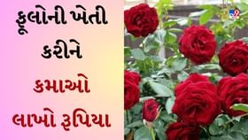 Rose Farming : ફૂલોની બાગાયત ખેતી વિશે જાણો, ગુલાબની ખેતી કરીને કમાઓ લાખો રૂપિયા-જુઓ Video Rose Farming : ફૂલોની બાગાયત ખેતી વિશે જાણો, ગુલાબની ખેતી કરીને કમાઓ લાખો રૂપિયા-જુઓ Video