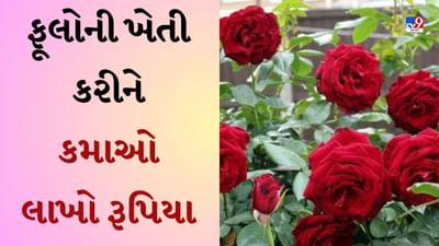 Rose Farming : ફૂલોની બાગાયત ખેતી વિશે જાણો, ગુલાબની ખેતી કરીને કમાઓ લાખો રૂપિયા-જુઓ Video