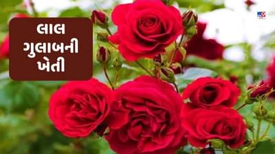 Rose Farming: ગુલાબની ખેતીએ મહેકાવી દીધુ નસીબ, જાણો આ પ્રગતીશીલ ખેડૂતની કહાની