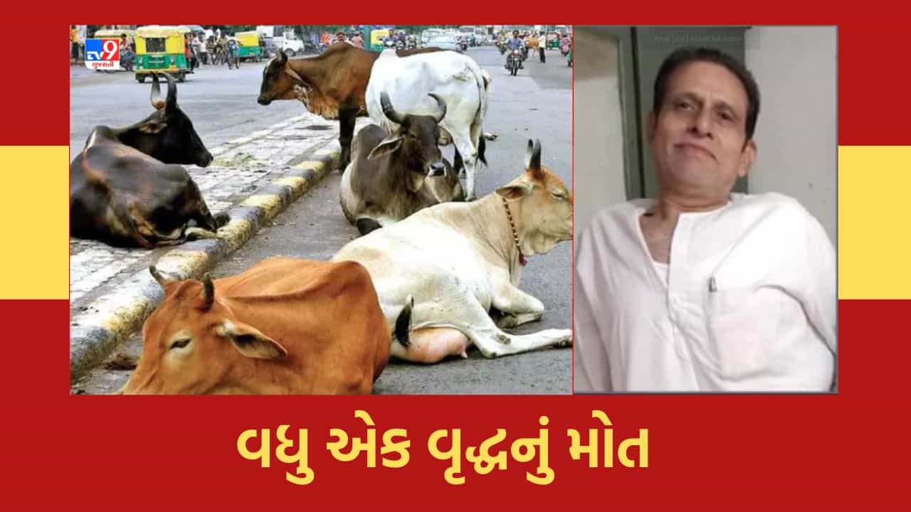 Gujarat Video: વડોદરામાં રખડતી રંઝાડનો આતંક યથાવત, વધુ એક નાગરિકનું રખડતા ઢોરની અડફેટે આવતા મોત