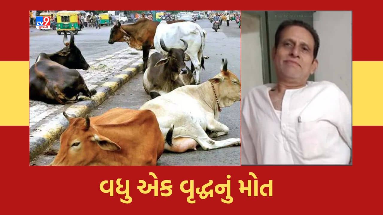 Gujarat Video: વડોદરામાં રખડતી રંઝાડનો આતંક યથાવત, વધુ એક નાગરિકનું રખડતા ઢોરની અડફેટે આવતા મોત