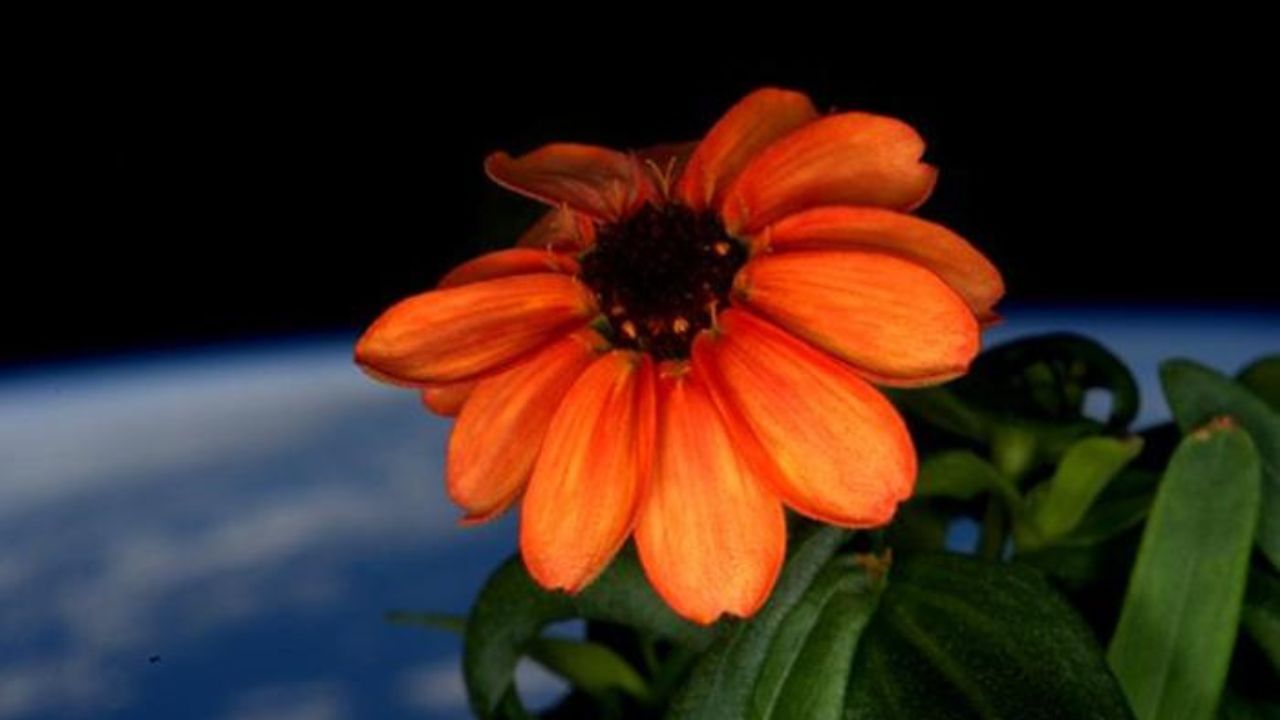 _Space Flower (3)