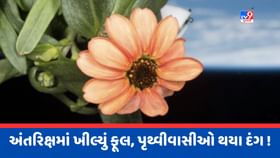 અંતરિક્ષ થયું ગુલઝાર ! NASA એ ઉગાડ્યું પહેલું Space Flower, જુઓ Photos અંતરિક્ષ થયું ગુલઝાર ! NASA એ ઉગાડ્યું પહેલું Space Flower, જુઓ Photos