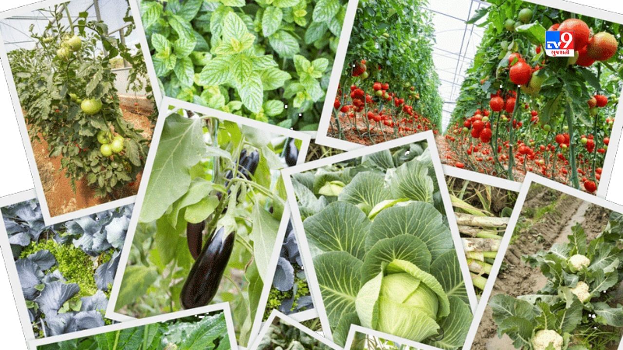 ટેરેસ પર કેરી, કેળા, પપૈયા, જામફળ અને લીંબુની ખેતી શરૂ કરતા પહેલા, ભૂલથી પણ રાસાયણિક ખાતરનો ઉપયોગ કરશો નહીં. તેની ખેતી માટે હંમેશા ગાયનું છાણ અને વર્મી કમ્પોસ્ટ ભેળવીને જમીનમાં નાખો. જેના કારણે છોડ ઝડપથી વધે છે અને ફળ પણ જલદી આવવા લાગે છે.